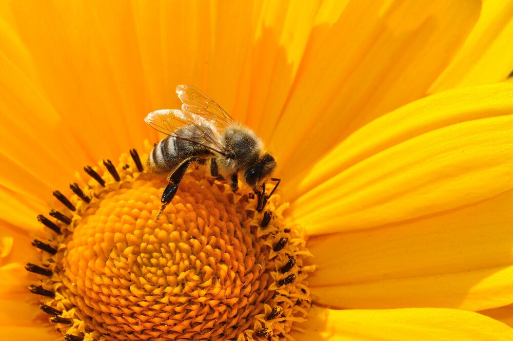 Biene auf einer Blüte