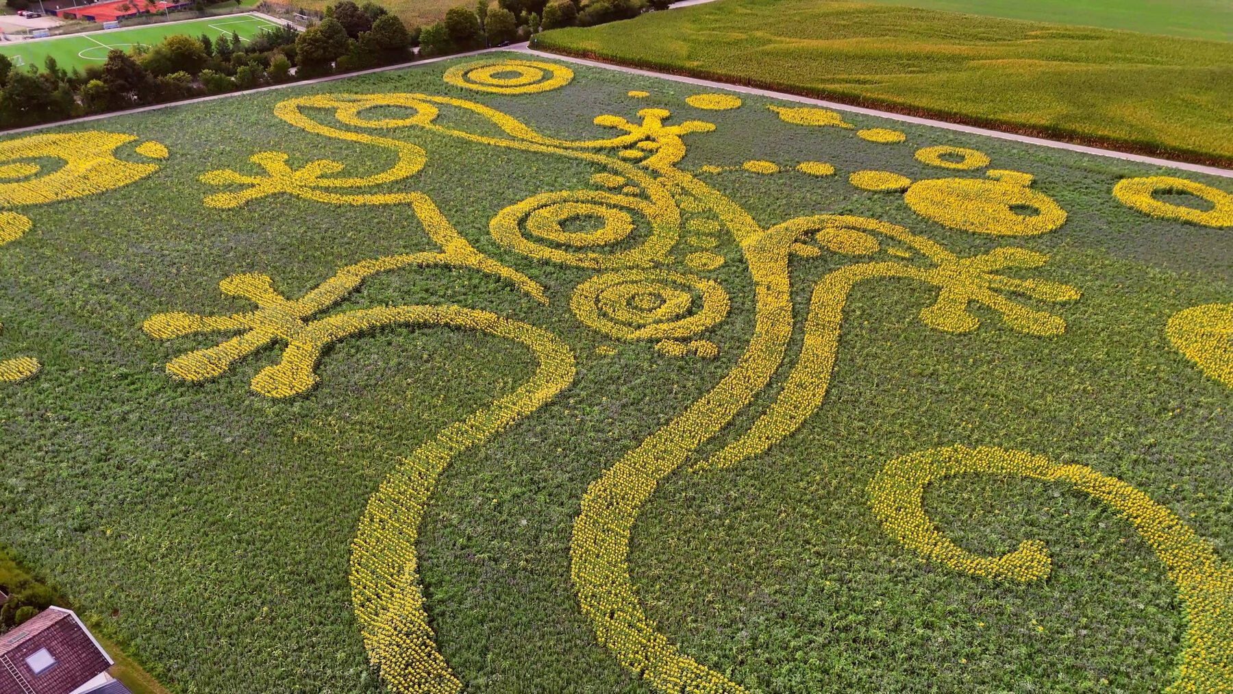 Die vollständig gewachsene Eidechsen-Geoglyphe aus Sonnenblumen
