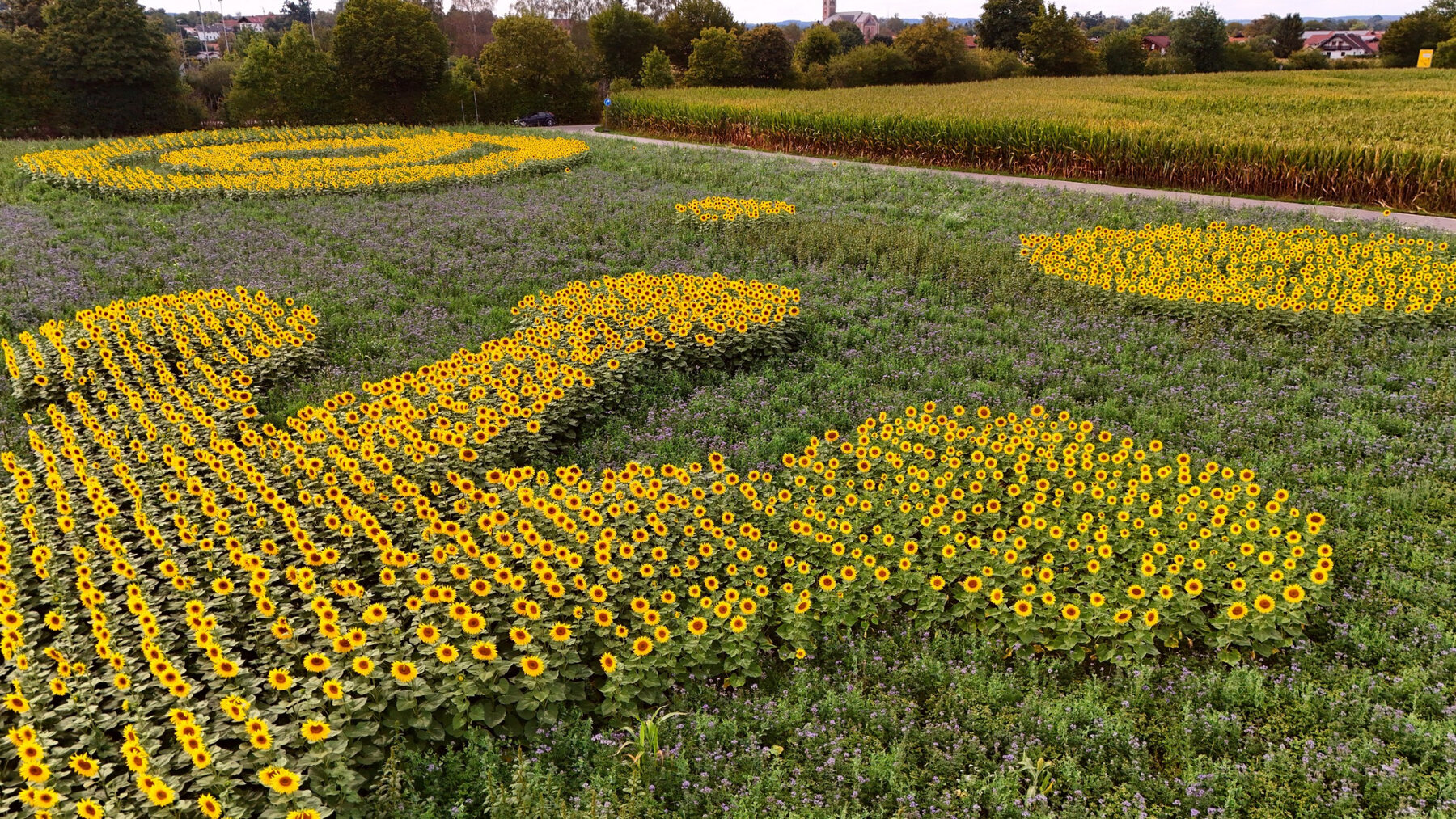 Sonnenblumen bilden die präzisen Konturen der Eidechse
