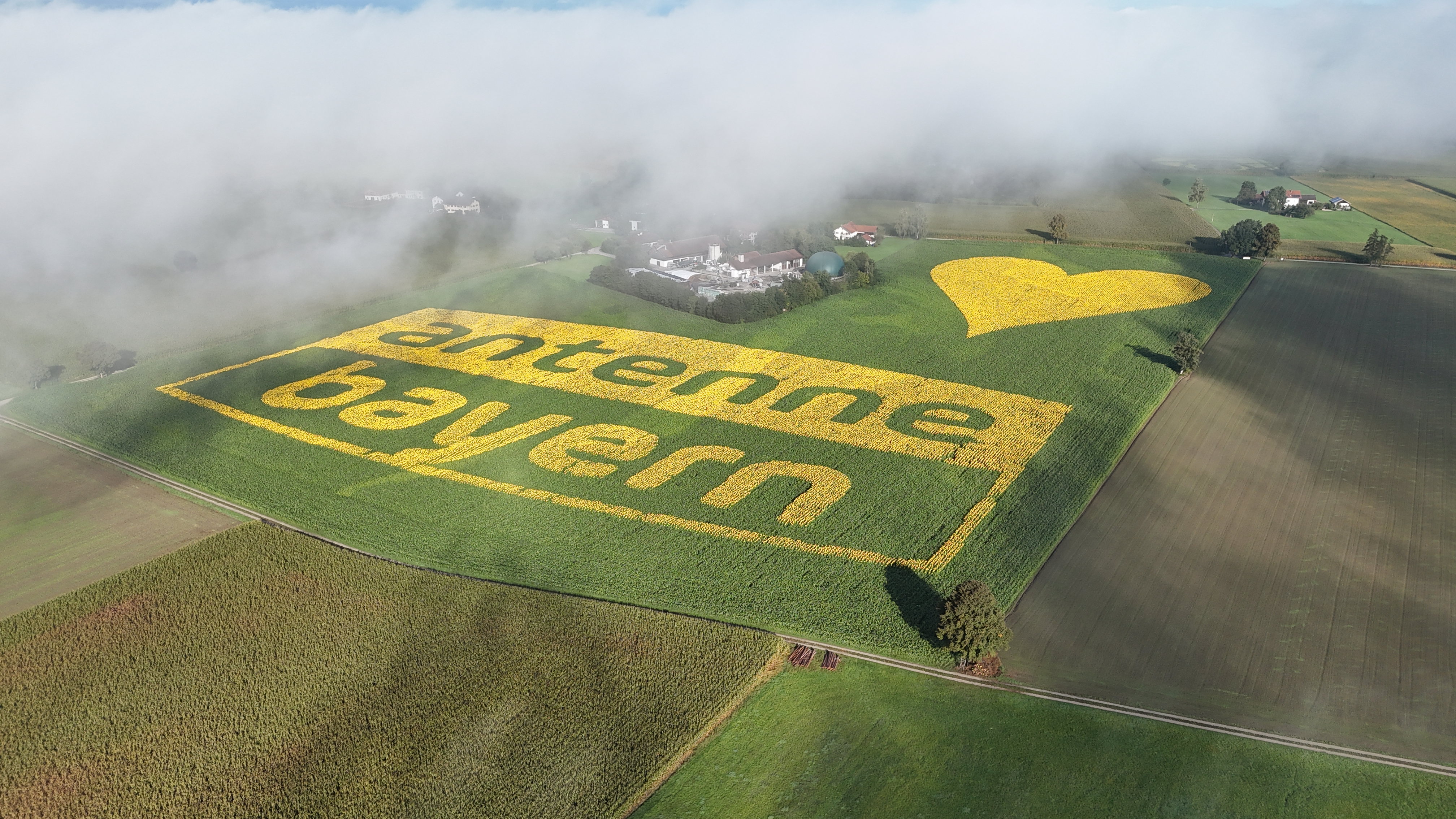 Großflächige Antenne Bayern Feldwerbung aus Sonnenblumen
