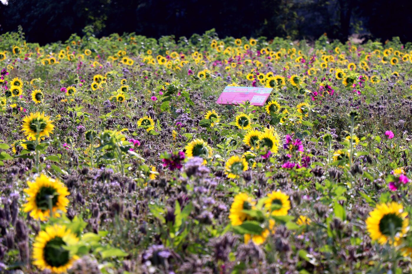 Artenreiche Blühmischung im Magenta Blossom Geobranding