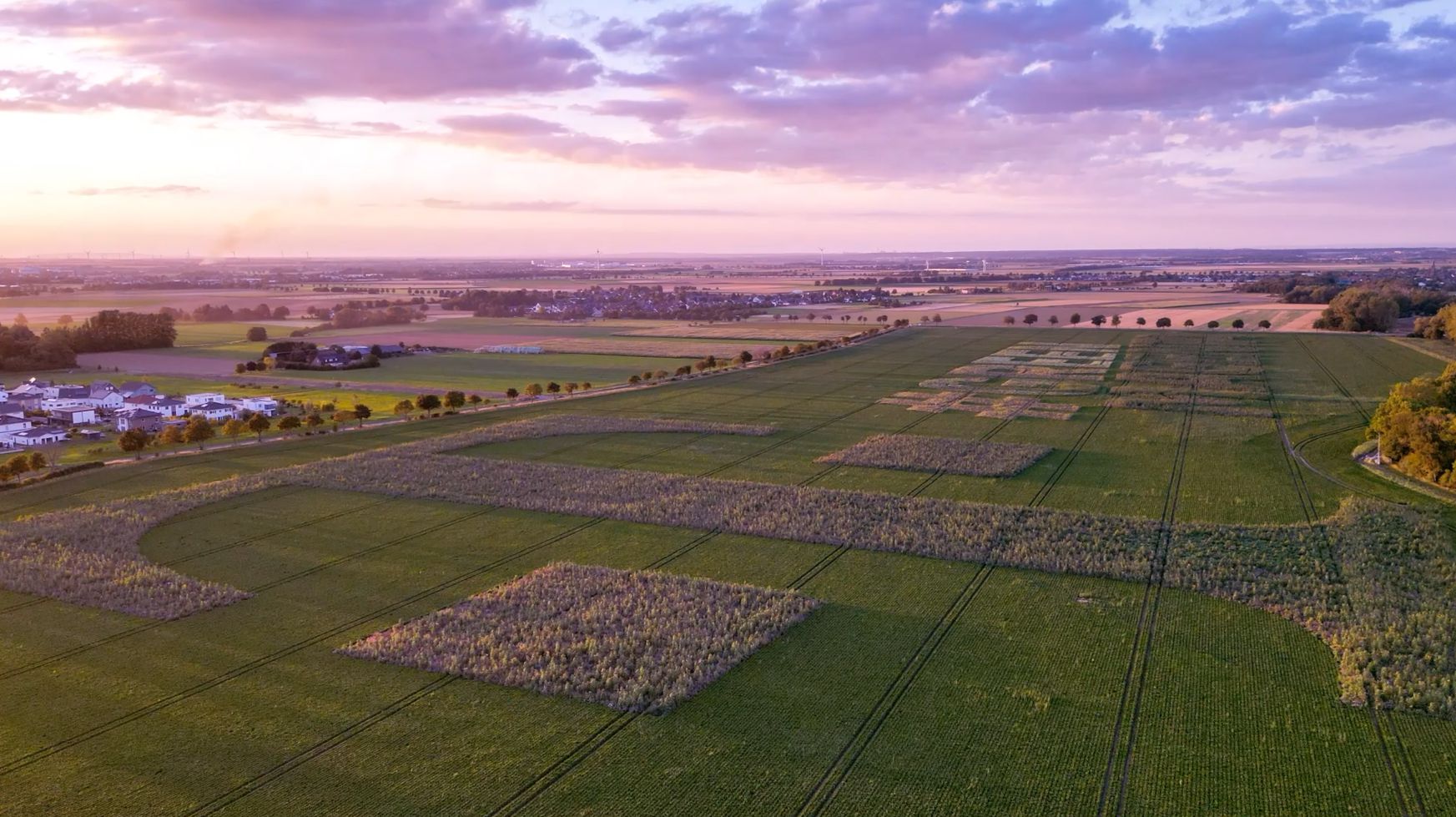 Magenta Blossom Geobranding aus der Luft